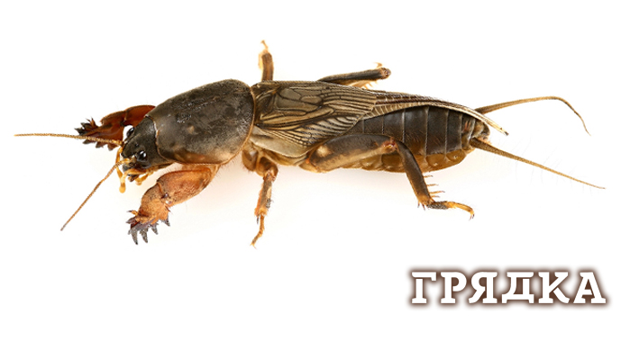 7 см на 7 см 250 дпи 1 медведка2.jpg