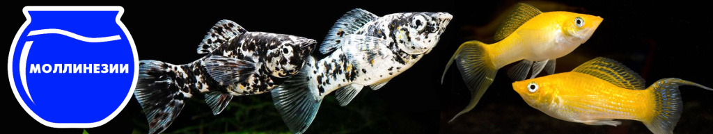 баннер Моллинезии.jpg баннер Моллинезии.jpg