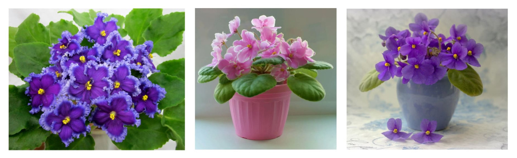 ил 6.jpg ил 6.jpg