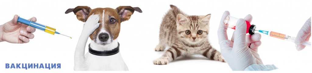 вакцинация.jpg