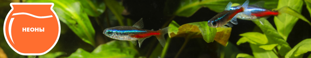 баннер неоны.jpg баннер неоны.jpg