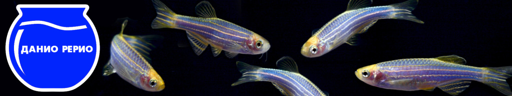 баннер Данио рерио.jpg баннер Данио рерио.jpg