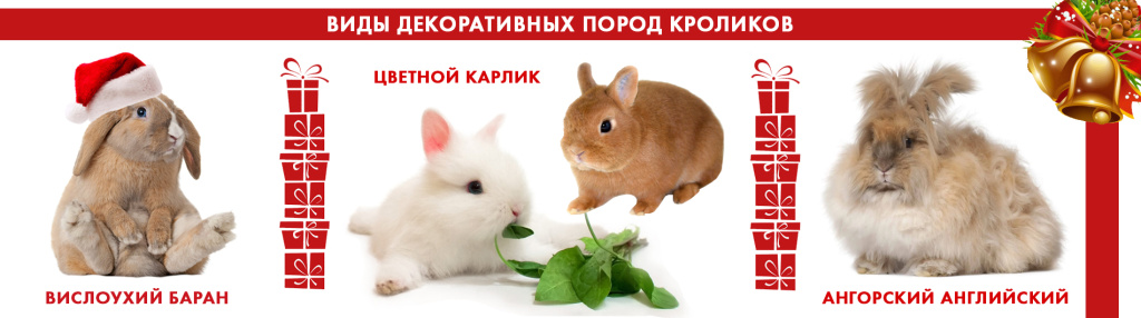 баннер виды кроликов.jpg баннер виды кроликов.jpg