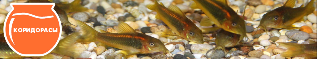 баннер Коридорасы.jpg баннер Коридорасы.jpg