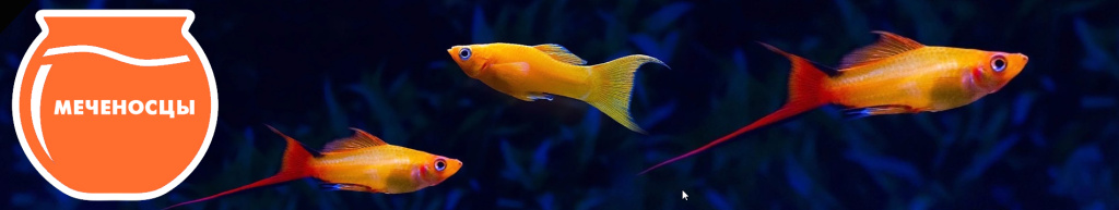 баннер меченосцы.jpg баннер меченосцы.jpg