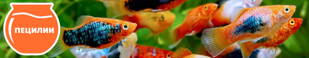 баннер пецилии.jpg баннер пецилии.jpg