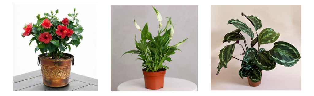 ил 2.jpg ил 2.jpg