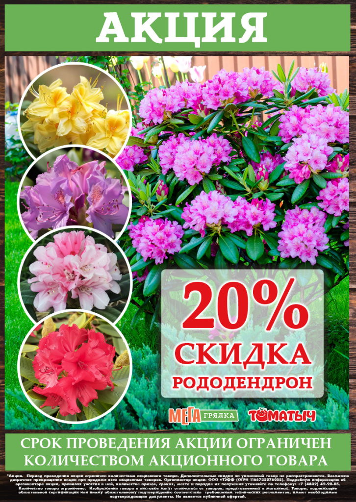 акция скидка на рододендрон.jpg
