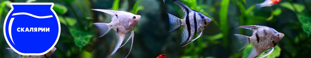 баннер Скалярии.jpg баннер Скалярии.jpg