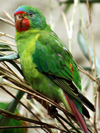 попугай 1.jpg