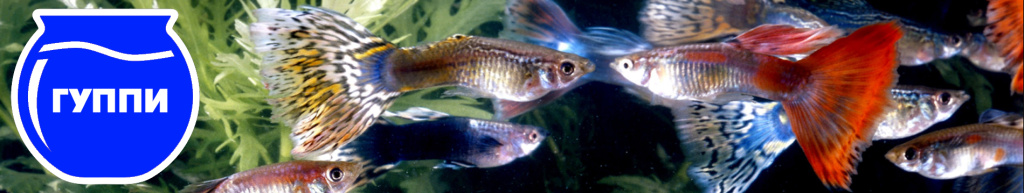 баннер гуппи.jpg баннер гуппи.jpg