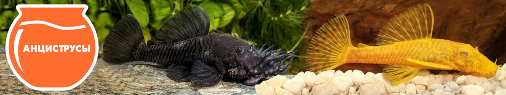 баннер Анциструсы.jpg баннер Анциструсы.jpg