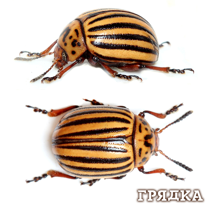 7 см на 7 см 250 дпи 1 колорад.jpg