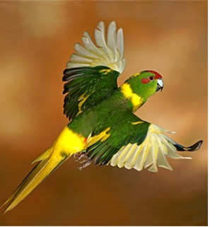 попугай 78.jpg