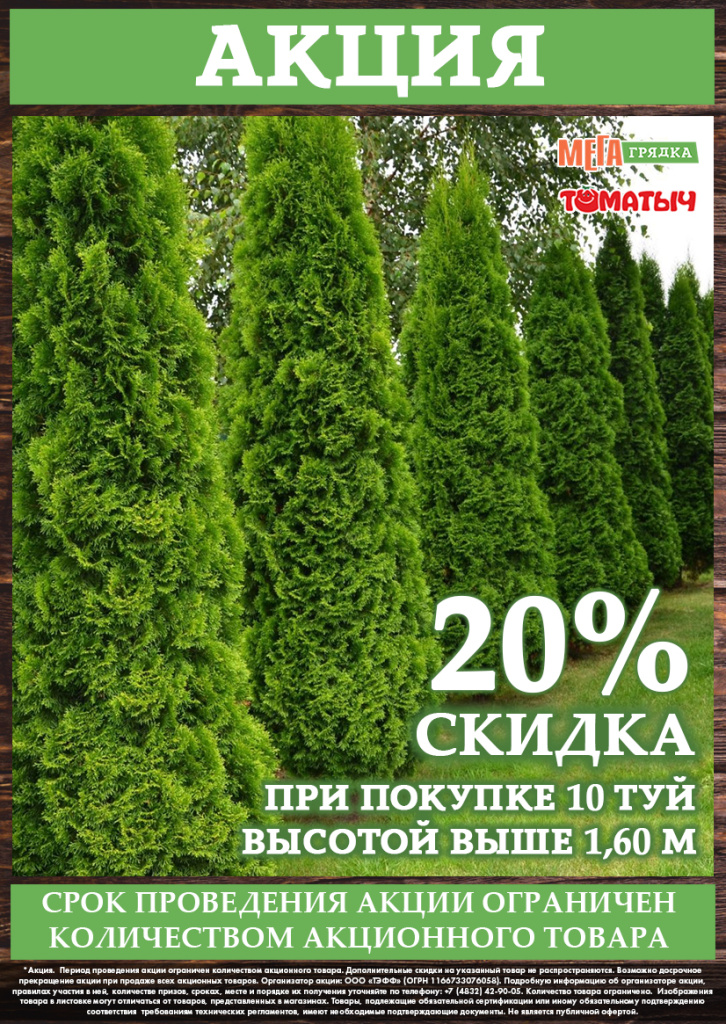 акция на туи.jpg