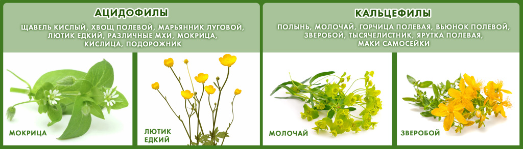 ацидофилы и кальцефилы.jpg