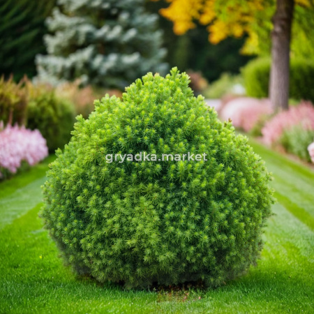 Ель канадская Альберта Глоба Глоб C 7,5 30-40 1