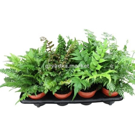 Папоротник Микс С12 Н25