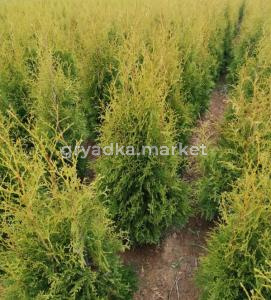 Скриншот 19-11-2024 102900