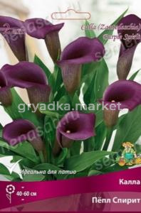 Калла Пепл Спирит 2шт (нежно фиолетовый, 12/14)