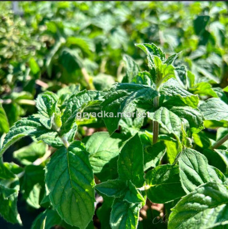 Мята Драконий фрукт Лары (Лавандовая ферма)