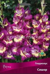 Гладиолус крупноцветковый Сишор (ярко-лиловый с желтым пятном, 5шт, 12-14)