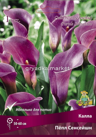 Калла Пёпл Сенсейшн