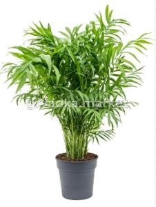 Хамедорея Элеганс С21 Н70