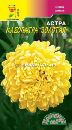 Астра Клеопатра Золотая Цвет.сад