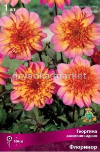 Георгина анемоновидная Флоринор (невероятно эффектный цветок с красно-оранжевым центром, 1шт, I)