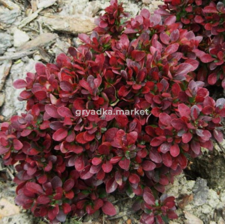 Барбарис тунберга Багатель v2 Lav