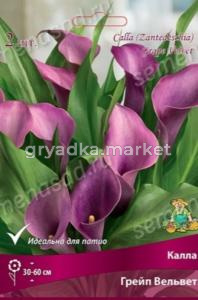 Калла Грейп Вельвет 2шт (нежно розово-фиолетовый) 