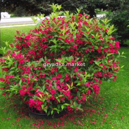 Вейгела кустарниковая