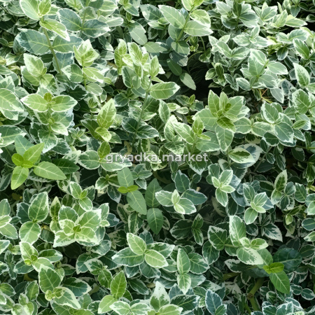 Бересклет форчуна Эмеральд Гаити C5 Шт 1