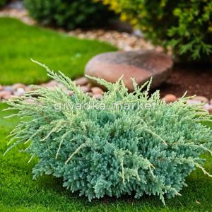 Можжевельник чешуйчатый Холгер C3 1