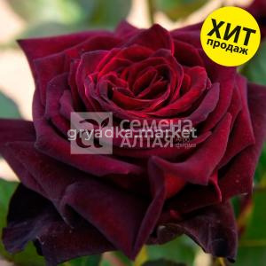 Роза Блек Баккара 1шт 