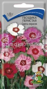 Гвоздика перистая Смесь окрасок (ЦВ) (
