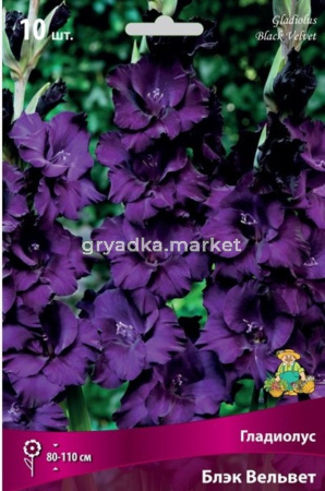 Гладиолус Блэк Вельвет 10шт 10-12