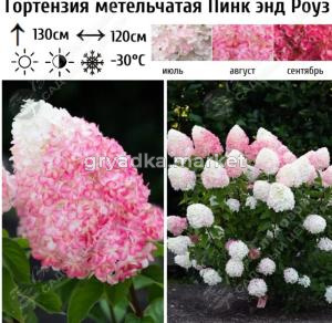 Гортензия метельчатая Пинк энд Роуз С15-20 ГлХ
