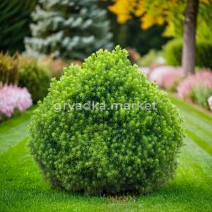 Ель канадская Альберта Глоба Глоб C 7,5 30-40 1