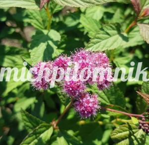 Спирея японская Зигунерблют (Питомник Грезневых)