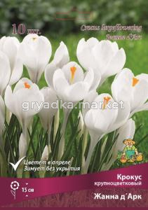 Крокус Крупноцветковый Жанна д'Арк (белый, 10шт, 8-9)