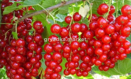 Смородина красная Ненаглядная с3