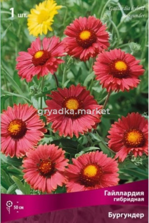 Гайллардия гибридная Бургундер (тёмно-красный, 1шт, I)