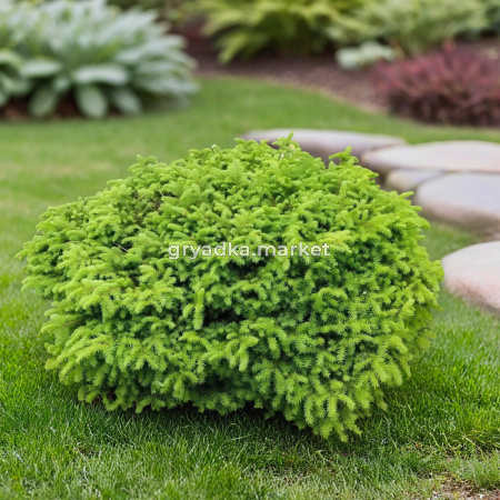 Ель обыкновенная Литл Джем C 7,5 30-40 1