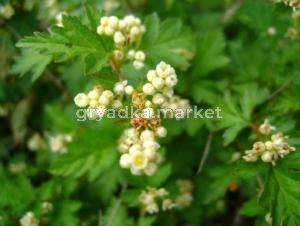 Стефанандра надрезаннолистная Криспа с3 (Никитенко)