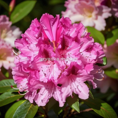 Рододендрон гибридный Космополитен C5 1