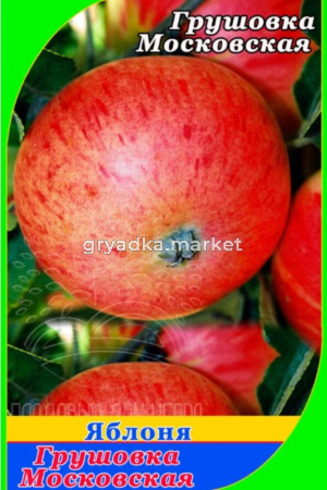 Яблоня Грушовка Московская 2022 гп раннелетний сорт пакет (V6)