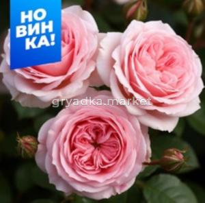 Роза Кейра 1шт английская (Сем Алт)