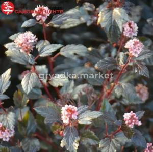 Пузыреплодник калинолистны Литтл Джокер С3 СП-23